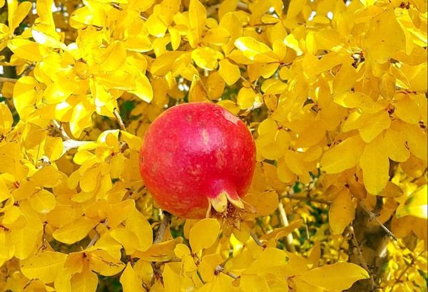 توصیه های ائمه درباره میوه ها و اهمیت تغذیه در اسلام
