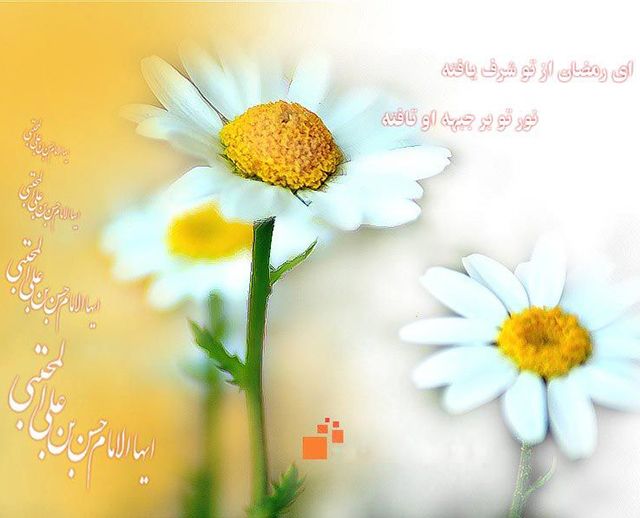 عکس و متن ولادت امام حسن مجتبی (ع) | عکس نوشته، شعر، احدیث زیبا