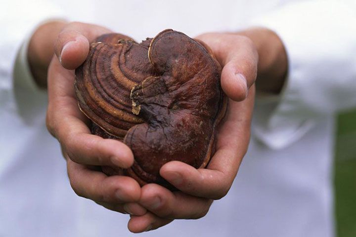 خواص قارچ گانودرما (جان افزا) | هرآنچه درمورد قارچ گانودرما باید بدانید