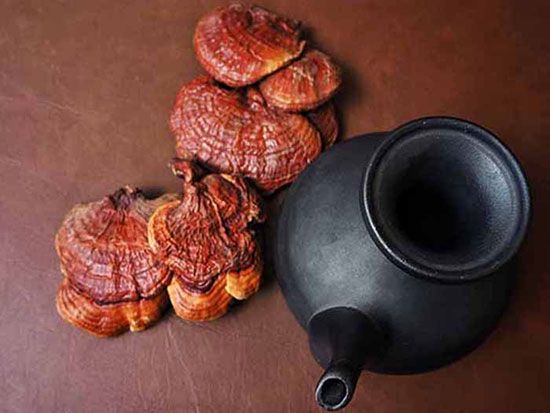 خواص قارچ گانودرما (جان افزا) | هرآنچه درمورد قارچ گانودرما باید بدانید