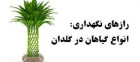 رازها و اصول نگهداری گیاهان در گلدان (تقویت گل و گیاه در منزل)