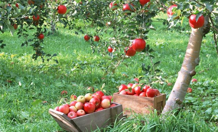 توصیه های ائمه درباره میوه ها و اهمیت تغذیه در اسلام