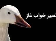 تعبیر خواب غاز | دیدن غاز در خواب چه معنایی دارد؟