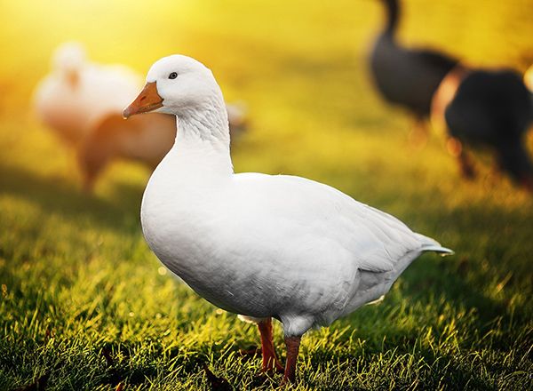 تعبیر خواب غاز | دیدن غاز در خواب چه معنایی دارد؟