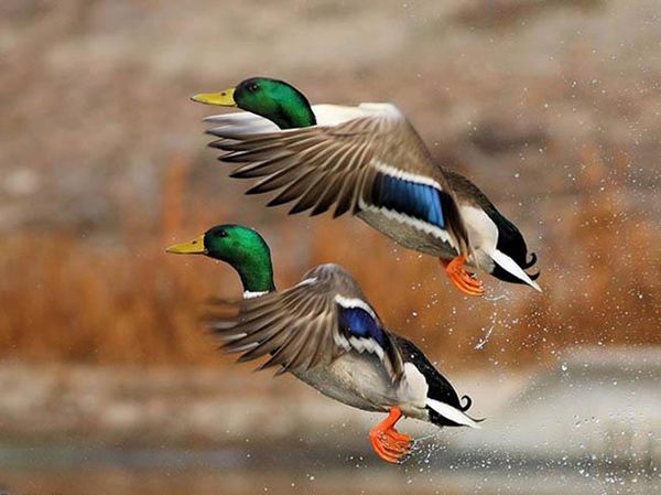 تعبیر خواب غاز | دیدن غاز در خواب چه معنایی دارد؟