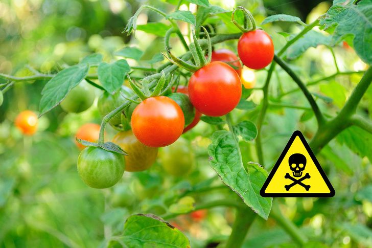 10 بهترین خواص گوجه فرنگی برای سلامتی و زیبایی