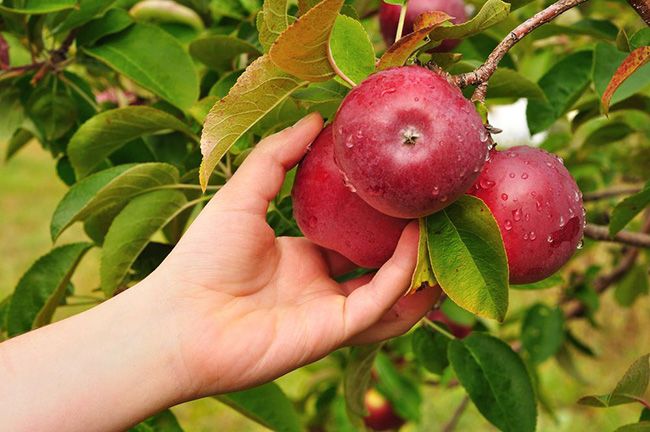 تعبیر خواب سیب | دیدن سیب و درخت سیب در خواب چه تعابیری دارد؟