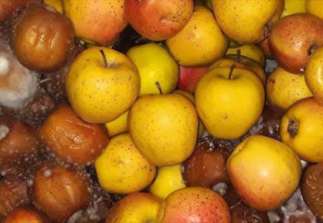 تعبیر خواب سیب | دیدن سیب و درخت سیب در خواب چه تعابیری دارد؟