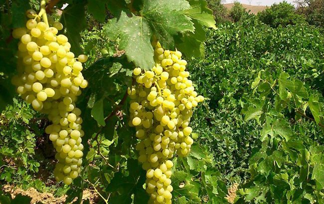 تعبیر خواب باغ | دیدن باغ در خواب چه تعابیری دارد؟
