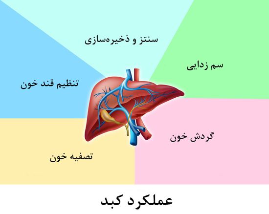 دانستنی های جالب در مورد بدن انسان | با شگفتی های بدن خود آشنا شوید!