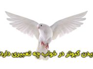 تعبیر خواب کبوتر | دیدن کبوتر در خواب چه تعابیری دارد؟