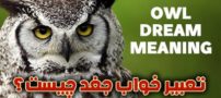 تعبیر خواب جغد | دیدن جغد در خواب چه تعابیری دارد؟