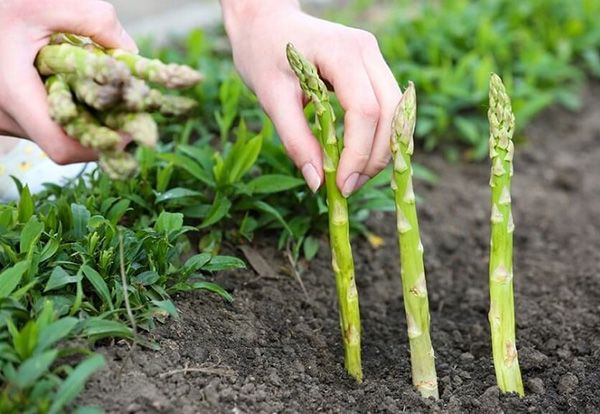 بهترین خواص مارچوبه برای سلامتی + نحوه مصرف و عوارض جانبی