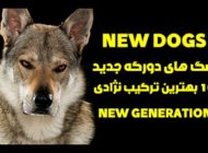 10 محبوب ترین سگ های دورگه | با نژاد جدید سگ ها آشنا شوید!