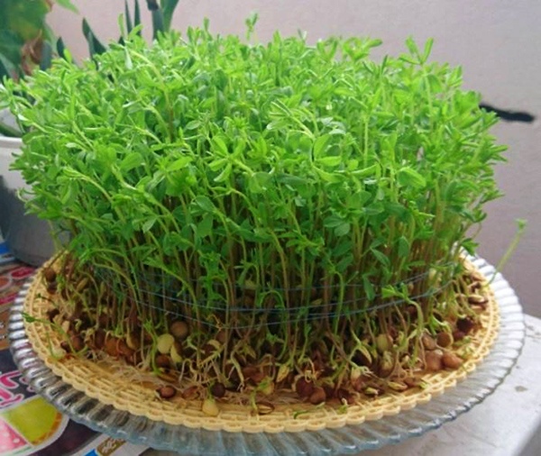 آموزش کاشت سبزه عید نوروز (کاشت بذر گندم، عدس و ماش)