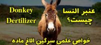 عنبر النسا چیست؟ | خواص عنبر النسا کود الاغ ماده (پشکل ماچلاق)