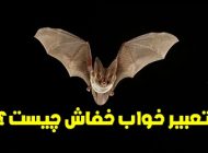 تعبیر خواب خفاش | دیدن خفاش در خواب چه تعابیری دارد؟