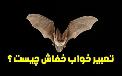 تعبیر خواب خفاش | دیدن خفاش در خواب چه تعابیری دارد؟