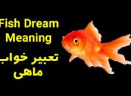 تعبیر خواب ماهی | دیدن ماهی در خواب چه تعابیری دارد؟