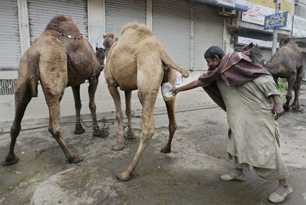 کافه ادرار شتر در عربستان سعودی (حواشی و واکنش ها)