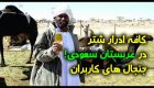 کافه ادرار شتر در عربستان سعودی (حواشی و واکنش ها)