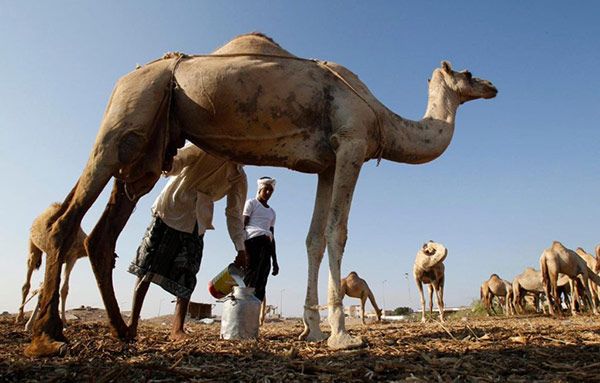 کافه ادرار شتر در عربستان سعودی (حواشی و واکنش ها)