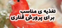 بهترین انتخاب برای تغذیه ی مناسب برای پرورش قناری چیست ؟