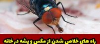 بهترین راه های خلاص شدن از مگس و پشه در خانه