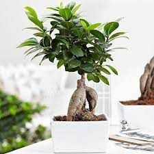 با خرید گل گیاهان گلدار دکور منزل خود را دگرگون کنید