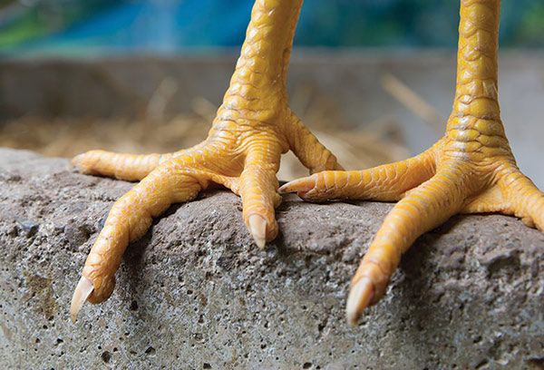 بهترین خواص پای مرغ برای سلامتی و زیبایی + عوارض و مضرات