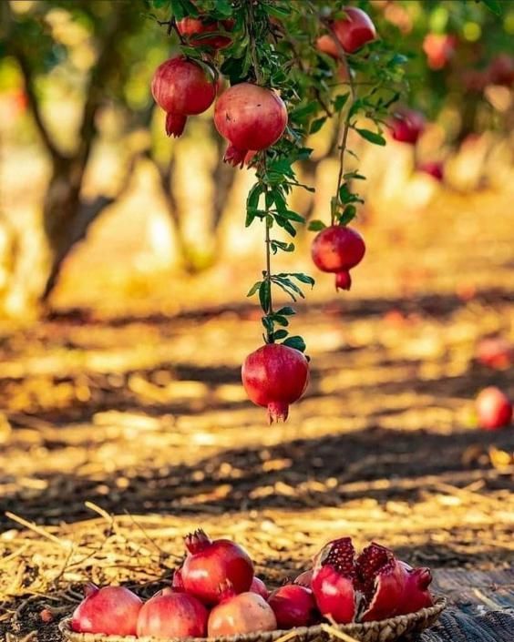 عکس پاییزی جدید برای پروفایل با متن و بدون متن بسیار خاص