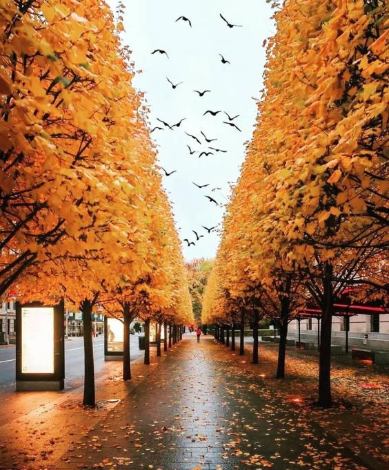 عکس پاییزی جدید برای پروفایل با متن و بدون متن بسیار خاص