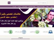 راهکارهای مطمئن در خرید نهال گردو