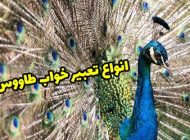 10 تعبیر خواب طاووس | دیدن طاووس در خواب چه معنایی دارد؟