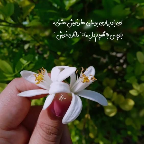 گالری عکس و متن عید نوروز 1402 زیباترین عکس های عید نوروز برای پروفایل