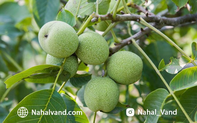 چالش های خرید بهترین نهال های گردو را پشت سر بگذارید! چالش های خرید بهترین نهال های گردو را پشت سر بگذارید!