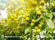چالش های خرید بهترین نهال های گردو را پشت سر بگذارید!
