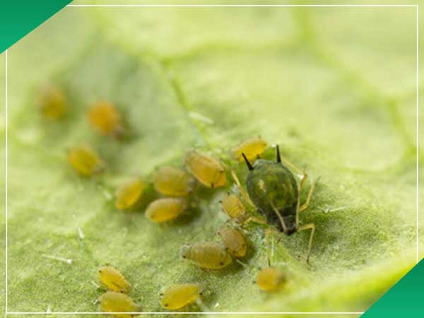 ویروس موزاییک گوجه فرنگی؛ عارضهای جدی و مهم