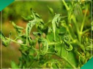 بررسی بیماری ‌های گوجه فرنگی بسیار شایع + ۷ روش سریع درمان