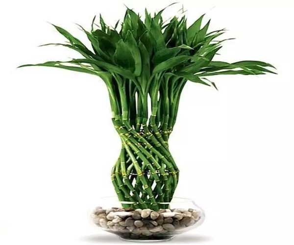 گل آپارتمانی