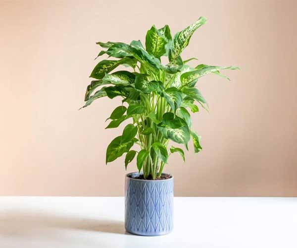 چه گلی برای خانه بخریم