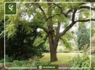 احداث باغ گردو در مناطق کوهستانی را به یشل نهال بسپارید!