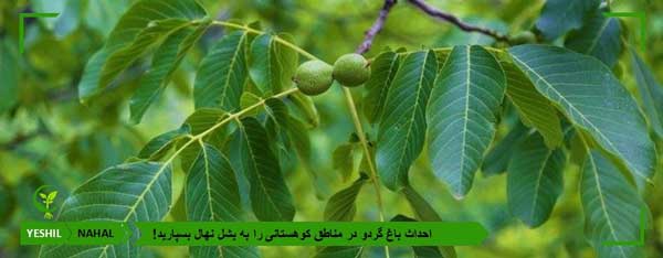راز موفقیت کاشت گردو در مناطق کوهستانی چیست؟
