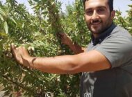 با نهال های بادام، باغ خود را به بهشتی از طعم ها تبدیل کنید