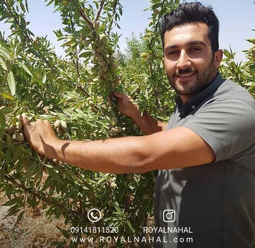 با نهال های بادام، باغ خود را به بهشتی از طعم ها تبدیل کنید