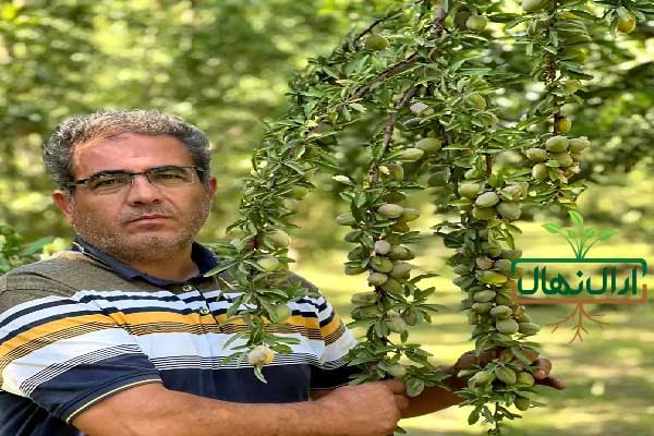 خرید نهال بادام