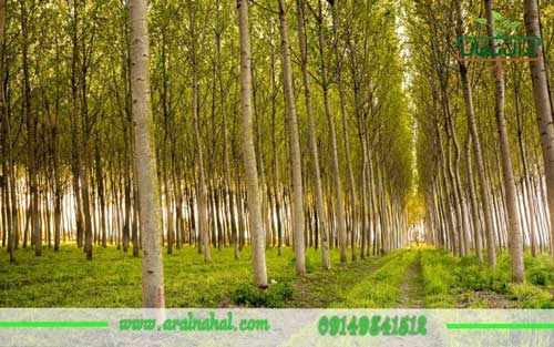 خرید نهال صنوبر؛ کلید موفقیت در کشاورزی پایدار و باغداری هوشمند