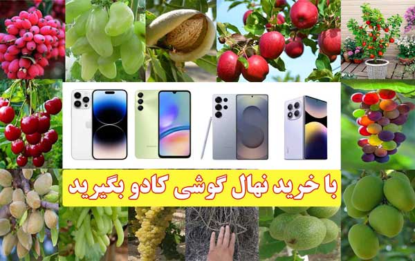نهال بخر گوشی جایزه ببر