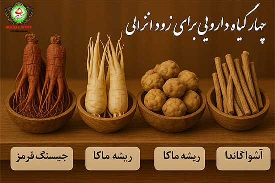 قویترین راه‌های درمان زودانزالی با گیاهان دارویی