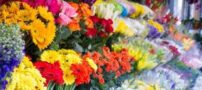 بهترین گل فروشی ها برای سفارش دسته گل عروس